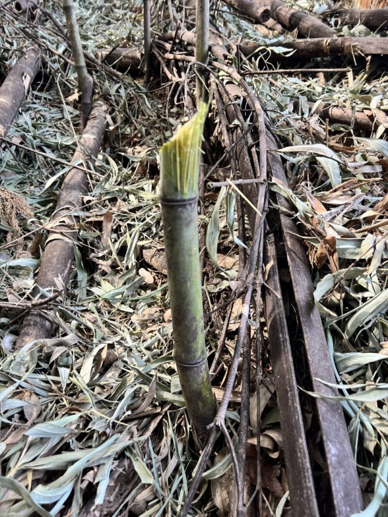 竹の尖り