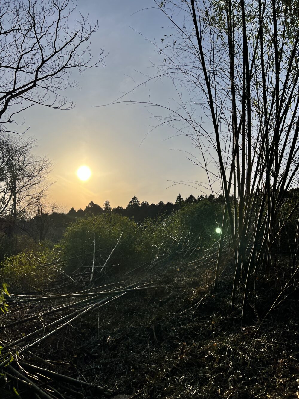 竹と夕日