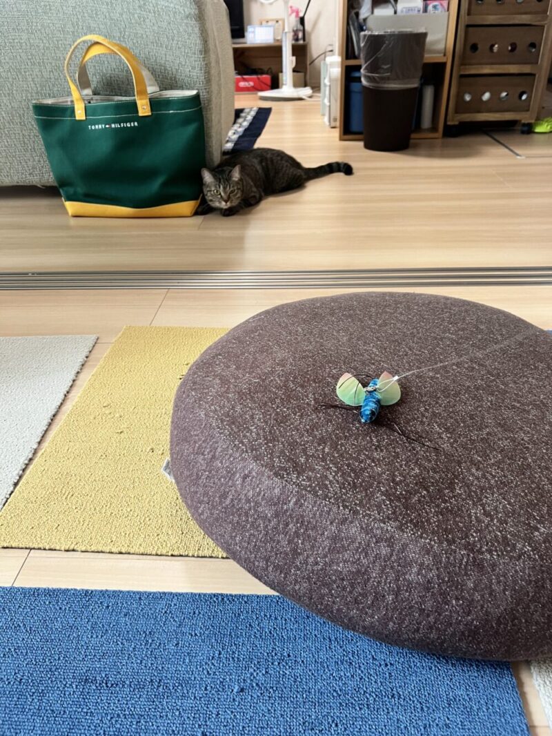 おもちゃを見つめる猫